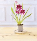 ORCHIDEE 1 TIGE - Super U à Dunkerque ORCHIDEE 1 TIGE en promo chez Super U Dunkerque à 5,99 €