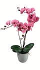 Orchidee Angebote bei Zimmermann Wiesbaden für 14,99 €