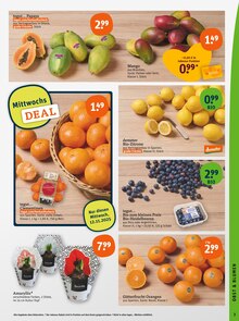 Pflanzen im aktuellen tegut Prospekt (München) Pflanzen im tegut Prospekt "tegut… gute Lebensmittel" mit 23 Seiten (München)