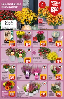 Gartenerde im aktuellen REWE Prospekt (Hildesheim) Gartenerde im REWE Prospekt "Dein Markt" mit 30 Seiten (Hildesheim)
