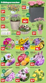 Aktueller Thomas Philipps Prospekt mit Lavendel, "Top Angebote", Seite 4