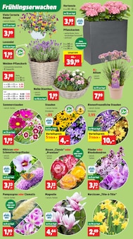 Hibiskus im Thomas Philipps Prospekt "Top Angebote" mit 22 Seiten (Mannheim)