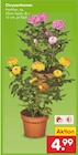 Aktuelle Chrysantheme Angebote bei Netto Marken-Discount in Dortmund Aktuelles Chrysanthemen Angebot bei Netto Marken-Discount in Dortmund ab 4,99 €