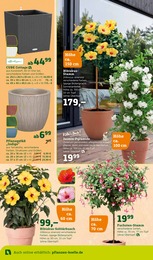 Blumentopf Angebot im aktuellen Pflanzen Kölle Prospekt auf Seite 4