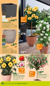 Hibiskus Angebot im aktuellen Pflanzen Kölle Prospekt auf Seite 4
