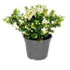 Blütenzauber im Angebot bei ALDI SÜD in Duisburg Blütenzauber Angebote von GARDENLINE bei ALDI SÜD Duisburg für 1,99 €