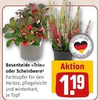Besenheide »Trio« Angebote bei REWE Siegen für 1,19 €