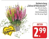 EDEKA - Heidemischung „Calluna & Mühlenbeckia“ Angebot im Prospekt Heidemischung „Calluna & Mühlenbeckia“ bei EDEKA im Prospekt "" für 2,99 €