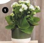 KALANCHOÉ en promo chez Super U Versailles à 4,99 €