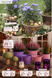 Kochtopf im Garten-Center Nordharz GmbH & Co. KG Prospekt in Wolfenbüttel Aktueller Garten-Center Nordharz GmbH & Co. KG Prospekt mit Kochtopf, "HERBSTZAUBER", Seite 6