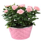 Coupe de rosier en promo chez Carrefour Coupe de rosier dans le catalogue Carrefour