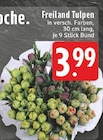 Freiland Tulpen bei EDEKA im Viersen Prospekt für 3,99 €