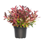 Blumen Ostmann Bad Zwischenahn - Traubenheide Angebot im Prospekt Traubenheide bei Blumen Ostmann im Bad Zwischenahn Prospekt für 14,99 €