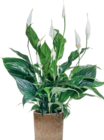 Aktuelle Blumentopf Angebote bei Hornbach in Essen Aktuelles Einblatt „Sweet Curiosa“ Angebot bei Hornbach in Essen ab 5,99 €