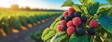 Himbeeren im Marktkauf Prospekt Himbeeren von Driscoll's im aktuellen Marktkauf Prospekt für 5,00 €