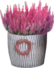 Knospenheide von Calluna Garden Girls im aktuellen V-Markt Prospekt für 1,49 €