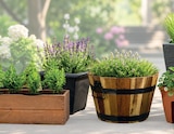 Pflanztöpfe und Blumenkübel Rausverkauf im Angebot bei Wreesmann in Stade Pflanztöpfe und Blumenkübel Rausverkauf Angebote bei Wreesmann Stade