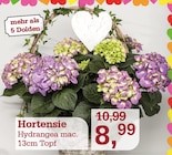 Hortensie Angebote bei Garten-Center Nordharz GmbH & Co. KG Kassel für 8,99 €