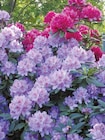 Rhododendron von  im aktuellen Pflanzen Kölle Prospekt für 9,99 €