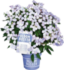 Aktuelle Hortensie Angebote bei Globus-Baumarkt in Duisburg Aktuelles Bloombuster Angebot bei Globus-Baumarkt in Duisburg ab 29,99 €