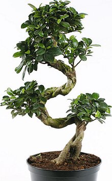 Ficus ginseng - Casino Supermarchés à Ivry-sur-Seine Ficus ginseng en promo chez Casino Supermarchés Ivry-sur-Seine à 19,95 €