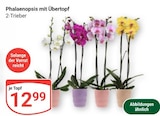 Aktuelle Blumentopf Angebote bei GLOBUS in Ludwigshafen (Rhein) Aktuelles Phalaenopsis mit Übertopf Angebot bei GLOBUS in Ludwigshafen (Rhein) ab 12,99 €