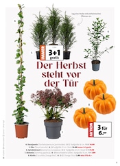 Dekoration im Moubis Pflanzenhof Prospekt in Haltern am See Aktueller Moubis Pflanzenhof Prospekt mit Dekoration, "Herbst in voller Blüte", Seite 3