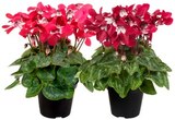 Aktuelle Chrysantheme Angebote bei REWE in Wuppertal Aktuelles Alpenveilchen »Dijx« Angebot bei REWE in Wuppertal ab 2,49 €