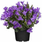 Polster-Glockenblume im Angebot bei Hagebaumarkt in Karlsruhe Polster-Glockenblume Angebote bei Hagebaumarkt Karlsruhe für 2,79 €
