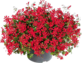 Aktuelles Hängegeranie Angebot bei Hornbach in Moers ab 1,69 €