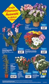 Blumen im Lidl Prospekt in Erftstadt Aktueller Lidl Prospekt mit Blumen, "LIDL LOHNT SICH", Seite 5