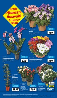 Blumen im Lidl Prospekt "LIDL LOHNT SICH" mit 64 Seiten (Mönchengladbach)
