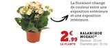 U Express Verclause - Promo Kalanchoe Mozaic Promo Kalanchoe Mozaic à 2,99 € dans le catalogue U Express à Verclause