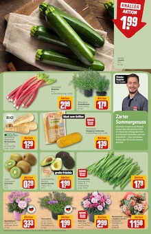 Pflanzen im REWE Prospekt "Dein Markt" mit 32 Seiten (Bielefeld)