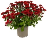 Chrysantheme im Angebot bei REWE in Hanau Chrysantheme Angebote von REWE Beste Wahl bei REWE Hanau für 1,49 €