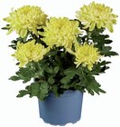 Gros chrysanthème - Lidl à Choisy-le-Roi Gros chrysanthème en promo chez Lidl Choisy-le-Roi à 3,89 €