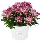 Hortensie, Chrysantheme »Let’s twist again« oder Asiatische Lilie Angebote von REWE Beste Wahl bei REWE Suhl für 3,79 €