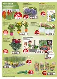 V-Markt Blumen im Prospekt 