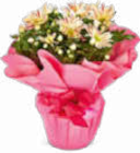 Chrysantheme Angebote bei Netto Marken-Discount Mannheim für 5,99 €