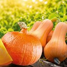 Hokkaido Kürbis im Angebot bei Netto Marken-Discount in Regensburg Hokkaido Kürbis Angebote von HEIMAT bei Netto Marken-Discount Regensburg für 0,79 €