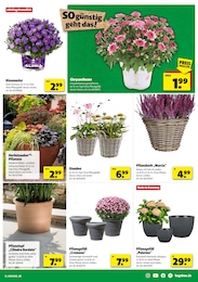 Hagebaumarkt Blumentopf im Prospekt Hagebaumarkt Blumentopf im Prospekt