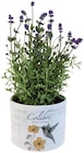 Lavande en pot céramique "nostalgie" - COLIBRI - Lidl à Toulon Lavande en pot céramique "nostalgie" - COLIBRI en promo chez Lidl Toulon à 3,59 €