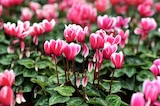 Promo Mini Cyclamen à 2,49 € dans le catalogue Jardiland à Gometz-le-Châtel