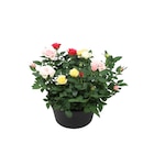 Coupe de rosier multicolore - Carrefour à Aulnay-sous-Bois Coupe de rosier multicolore en promo chez Carrefour Aulnay-sous-Bois à 6,99 €