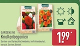 Knollenbegonien von Gardenline für 1,99 € bei ALDI Nord im Angebot Knollenbegonien von Gardenline im aktuellen ALDI Nord Prospekt
