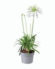 Agapanthe en promo chez Lidl Agapanthe dans le catalogue Lidl
