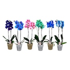 Orchidée teintée 2 tiges en promo chez Carrefour Montpellier à 14,99 €