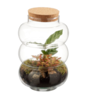 Terrarium plantes vertes - Lidl à Poitiers Terrarium plantes vertes en promo chez Lidl Poitiers à 14,99 €