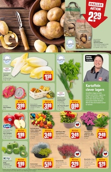 Blumen im REWE Prospekt "Dein Markt" mit 34 Seiten (Augsburg)