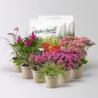Pflanzenkreation Sommerliebe, 6 Pflanzen inkl. Erde im Pflanzen Kölle Prospekt Pflanzenkreation Sommerliebe, 6 Pflanzen inkl. Erde von im aktuellen Pflanzen Kölle Prospekt für 39,99 €